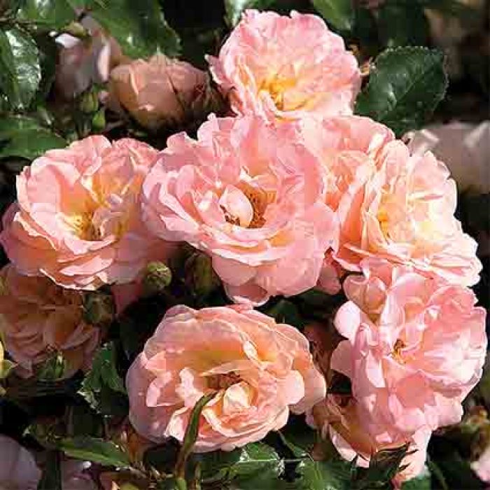 Peach Drift® Groundcover Rose