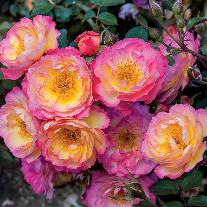 Rainbow Happy Trails™ Groundcover Rose