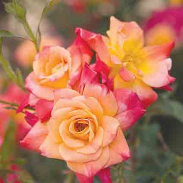 yellow climber or shrub Rose 'Joseph's Coat' Bareroot Climbing rose Red
