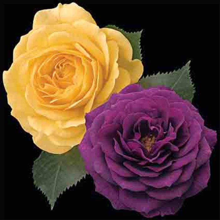Julia Child® & Ebb Tide™ Twofer™ Tree Rose
