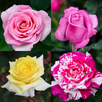 The Scent-Sational Collection The Scent-Sational Collection