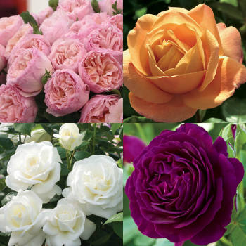 Scent-Sational Rose Collection