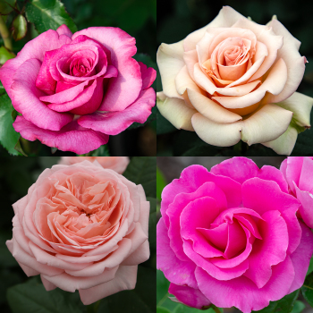 Celebrity Collection Celebrity Collection