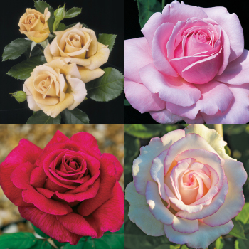 Cutting Collection Cutting Collection