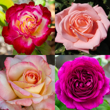 Sweet & Spicy Collection Sweet & Spicy Collection