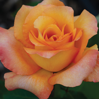 Hybrid Tea Roses: Edmunds' Roses Hybrid Tea Roses: Edmunds' Roses