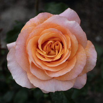 Rose, Hybrid Tea, Adolf Horstmann