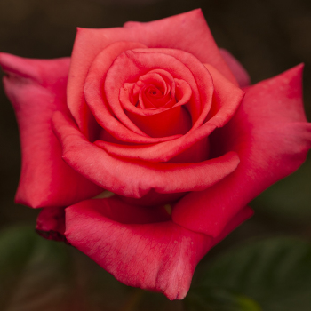 Rose, Hybrid Tea, Ain't She Sweet Rose, Hybrid Tea, Ain't She Sweet