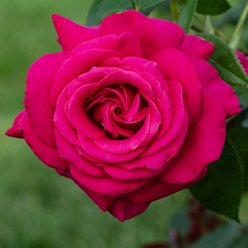 Hybrid Tea Roses: Edmunds' Roses