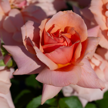 Apricot Candy™ Hybrid Tea Rose