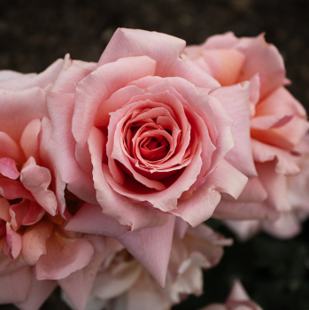Rose, Hybrid Tea, Apricot Candy™ Rose, Hybrid Tea, Apricot Candy™