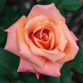 Rose, Grandiflora, Arizona Rose, Grandiflora, Arizona