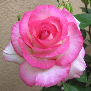 Rose, Hybrid Tea, Angelic Veil™ Rose, Hybrid Tea, Angelic Veil™
