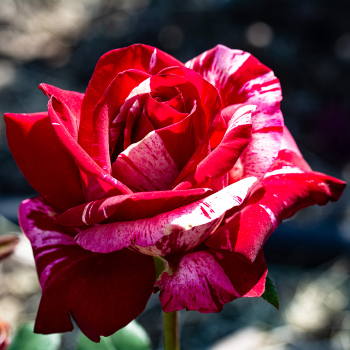 Avant Garde™ Hybrid Tea Rose