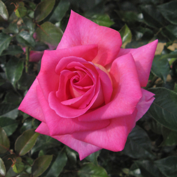 Rose, Hybrid Tea, Barbra's Baby™ Rose, Hybrid Tea, Barbra's Baby™