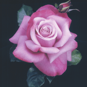 Rose, Hybrid Tea, Barbra Streisand