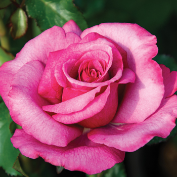 Rose, Hybrid Tea, Barbra Streisand