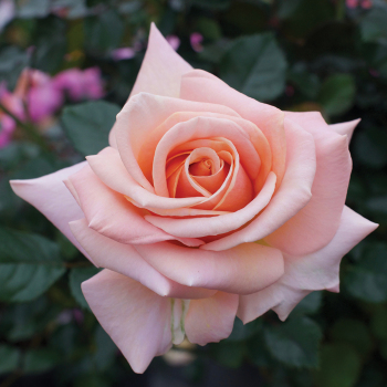 Beautiful Day ™ Hybrid Tea Rose