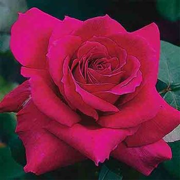 Big Purple Hybrid Tea Rose