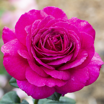 Rose, Hybrid Tea, Big Purple Rose, Hybrid Tea, Big Purple