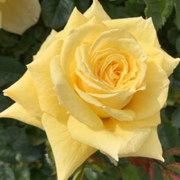 Rose, Grandiflora, Be Good™ Rose, Grandiflora, Be Good™