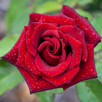 Black Magic™ Hybrid Tea Rose Black Magic™ Hybrid Tea Rose