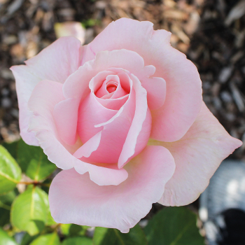 Pinkerbelle™ Hybrid Tea Rose | Nature Hills Nursery
