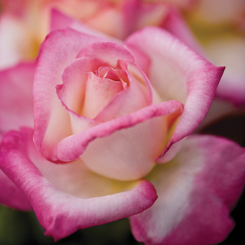 Rose, Hybrid Tea, California Dreamin'™ Rose, Hybrid Tea, California Dreamin'™