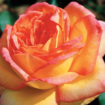 Rose, Hybrid Tea, Centennial Star™ Rose, Hybrid Tea, Centennial Star™