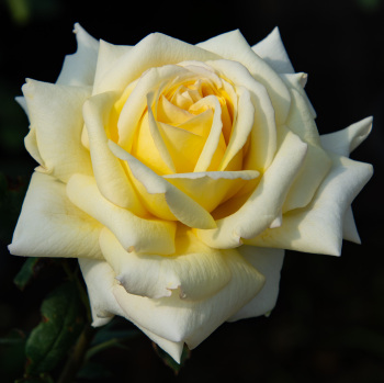 Rose, Hybrid Tea, Chantilly Cream® Rose, Hybrid Tea, Chantilly Cream®