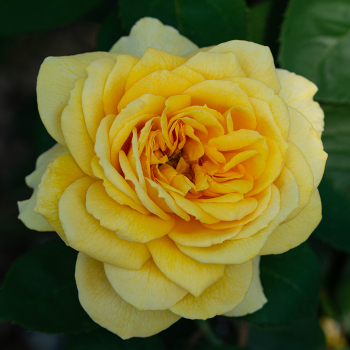 Yellow Rose Buds  Braman's Wanderings