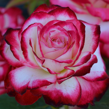 Rose, Grandiflora, Cherry Parfait™ Rose, Grandiflora, Cherry Parfait™