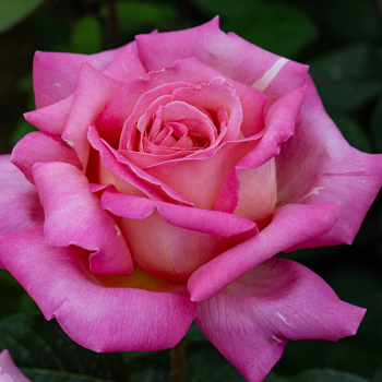 Rose, Hybrid Tea, Chicago Peace Rose, Hybrid Tea, Chicago Peace