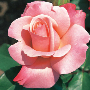 Color Magic Hybrid Tea Rose