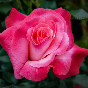 Rose, Hybrid Tea, Color Magic Rose, Hybrid Tea, Color Magic