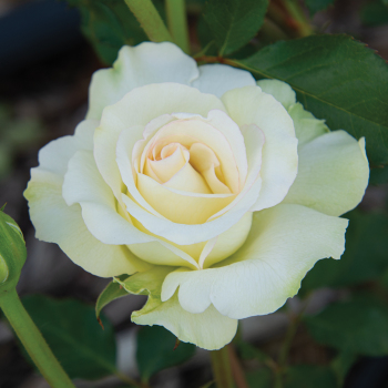Commonwealth Glory Hybrid Tea Rose