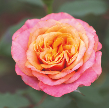 Crazy Love™ Grandiflora Rose