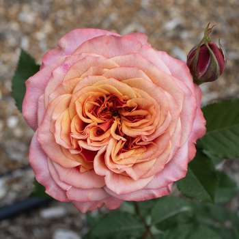 Rose, Grandiflora, Crazy Love™ Rose, Grandiflora, Crazy Love™