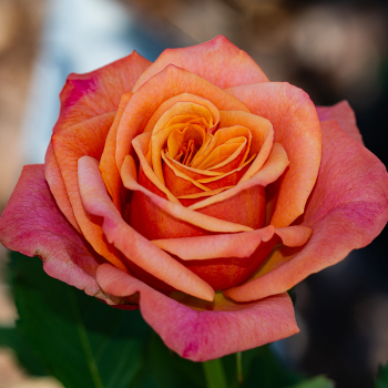 The Orange Glow Knock Out® Rose Plant with Orange Blooms – Plants Direct To  You