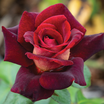 Dark Night™ Hybrid Tea Rose