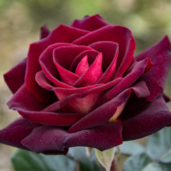 Rose, Hybrid Tea, Dark Night™ Rose, Hybrid Tea, Dark Night™