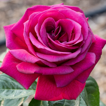 Rose, Hybrid Tea, Della Reese™ Rose, Hybrid Tea, Della Reese™