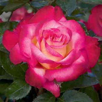 Dick Clark Grandiflora Rose