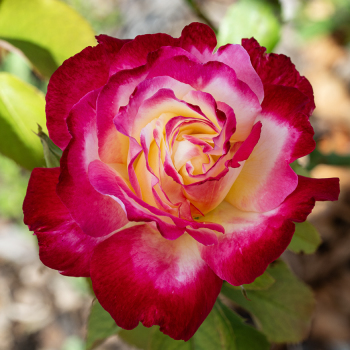Rose, Hybrid Tea, Double Delight Rose, Hybrid Tea, Double Delight