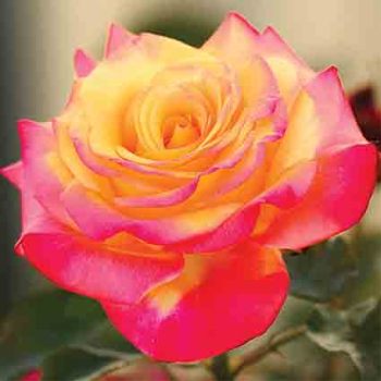 Dream Come True™ Grandiflora Rose