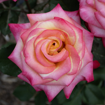 Rose, Grandiflora, Dream Come True™ Rose, Grandiflora, Dream Come True™