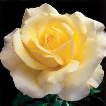 Elina Hybrid Tea Rose