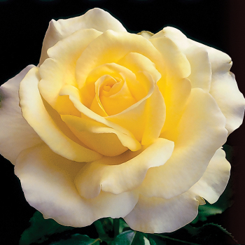 Rose, Hybrid Tea, Elina Rose, Hybrid Tea, Elina