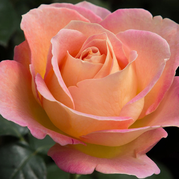 Rose, Hybrid Tea, Elle® Rose, Hybrid Tea, Elle®