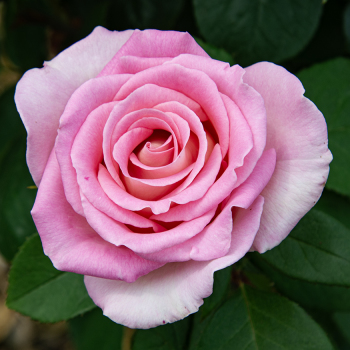 Rose, Hybrid Tea, Falling in Love™ Rose, Hybrid Tea, Falling in Love™